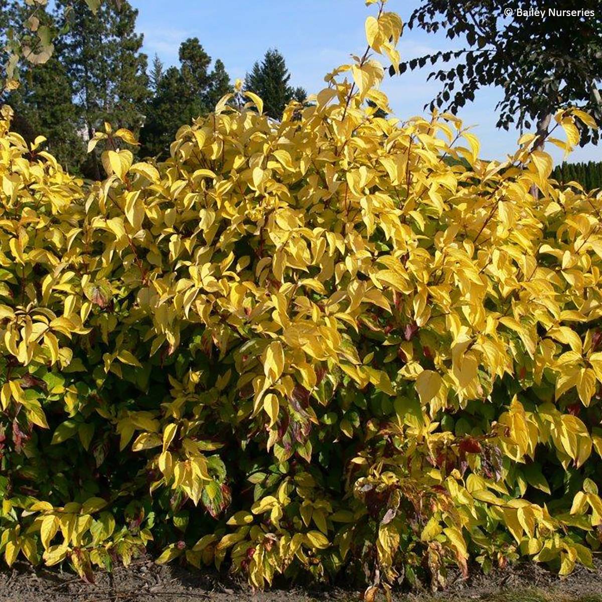 Promesse de Fleurs - Cornus alba Neon Burst - Cornouiller blanc Godet de 8/9 cm