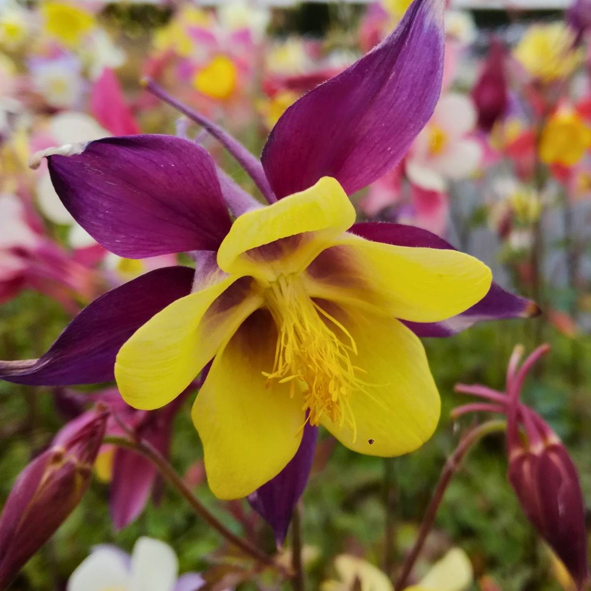 Promesse de Fleurs - Ancolie hybride Mac Kana - Aquilegia x hybrida Godet de 8/9 cm