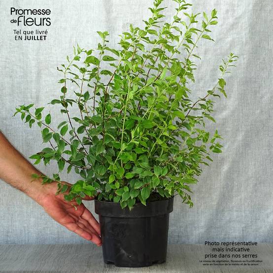 Seringat de Lemoine - Philadelphus Manteau d'Hermine Pot de 3L/4L - Image 2