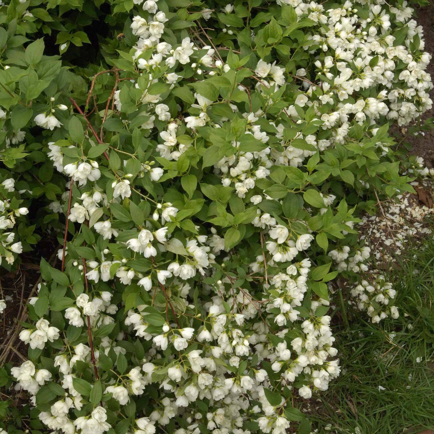 Seringat de Lemoine - Philadelphus Manteau d'Hermine Pot de 3L/4L - Image 1
