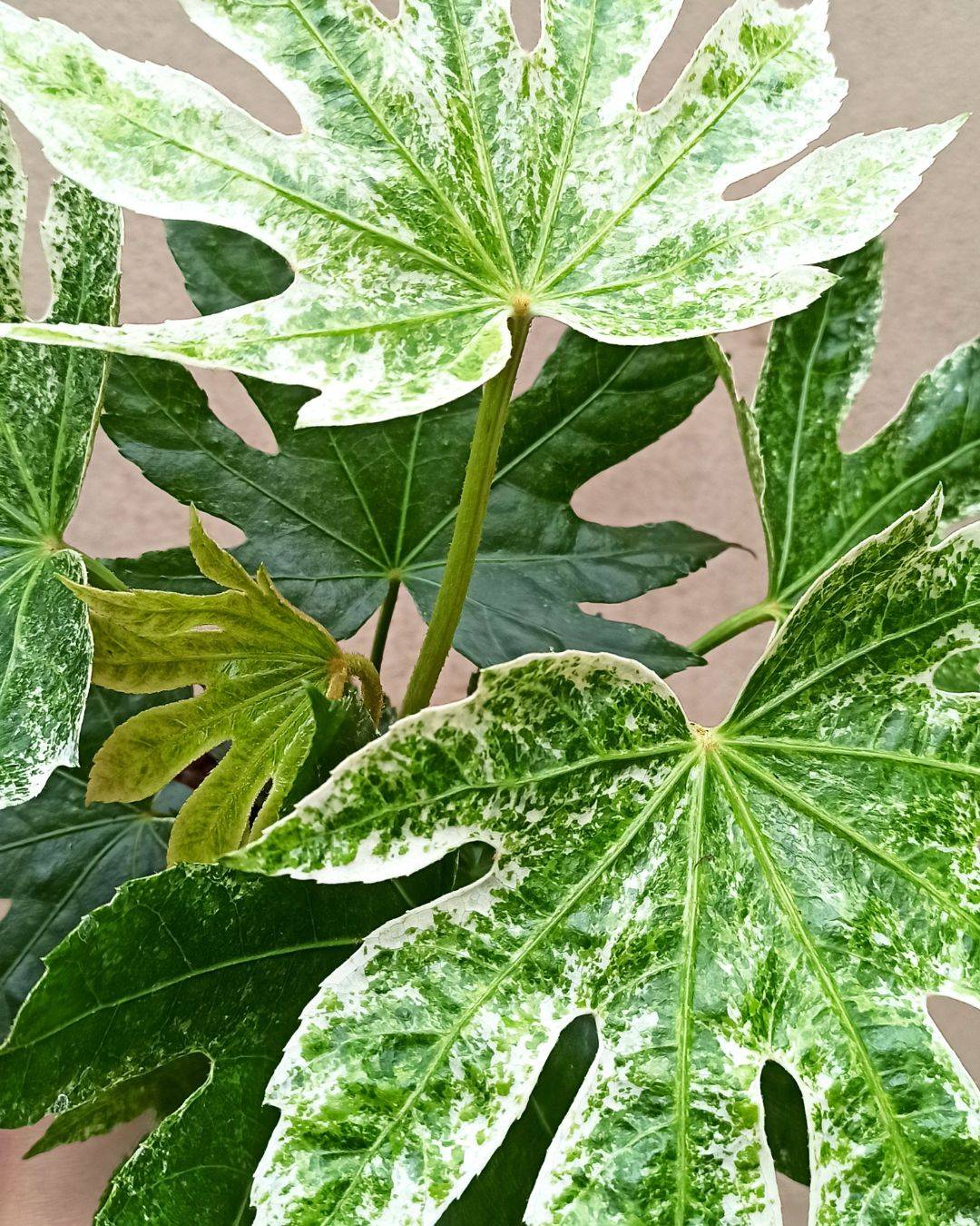 Fatsia Japonica Variegata - Aralia du Japon panaché D. 14cm H. 45cm - Plante d'intérieur - IndoorPoppies - Image 2