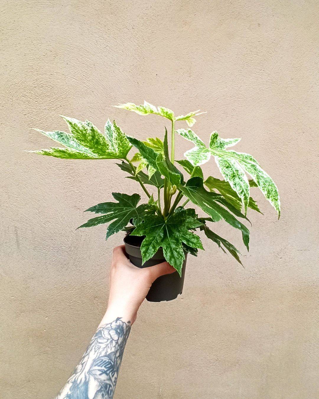 Fatsia Japonica Variegata - Aralia du Japon panaché D. 14cm H. 45cm - Plante d'intérieur - IndoorPoppies