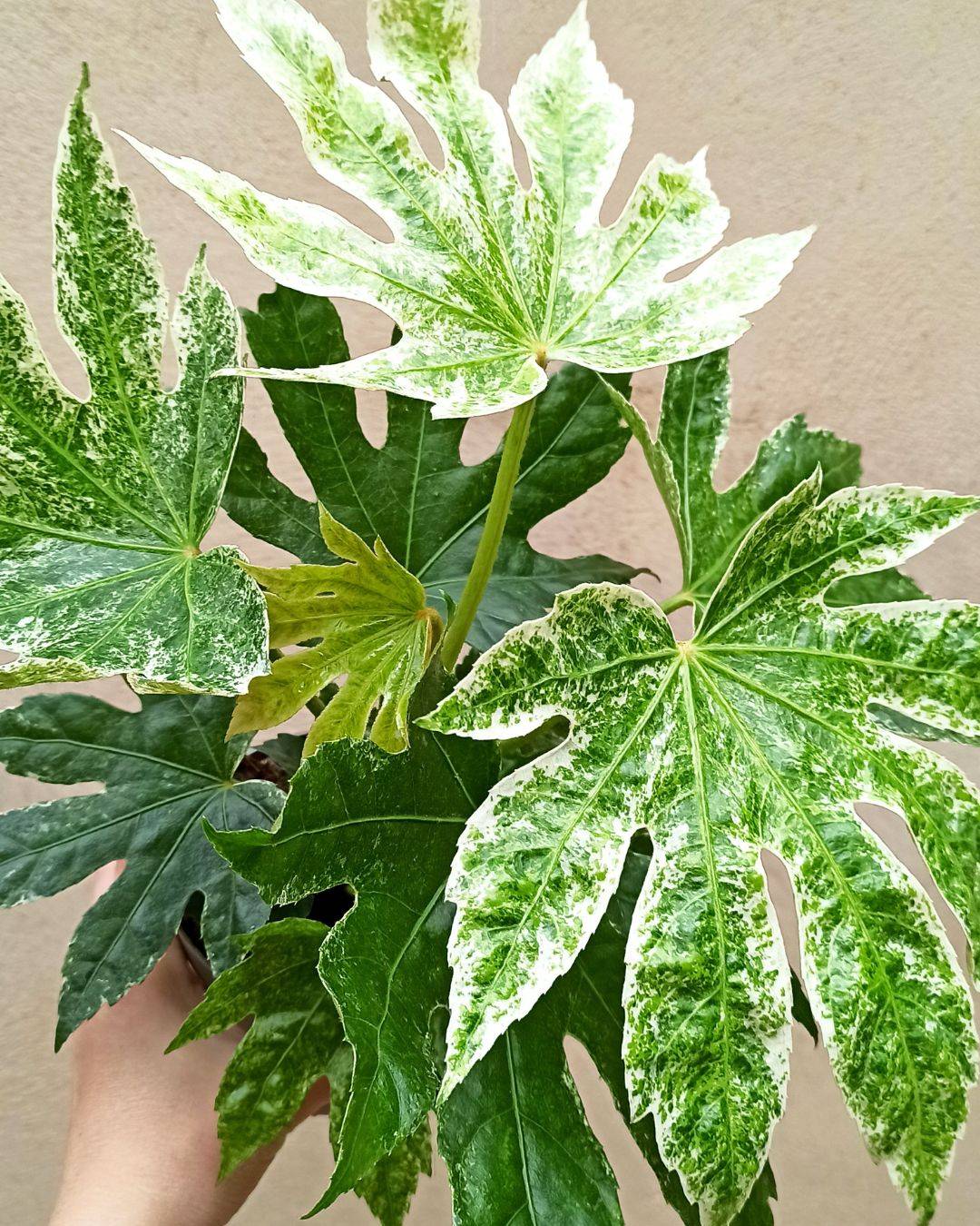 Fatsia Japonica Variegata - Aralia du Japon panaché D. 14cm H. 45cm - Plante d'intérieur - IndoorPoppies - Image 3