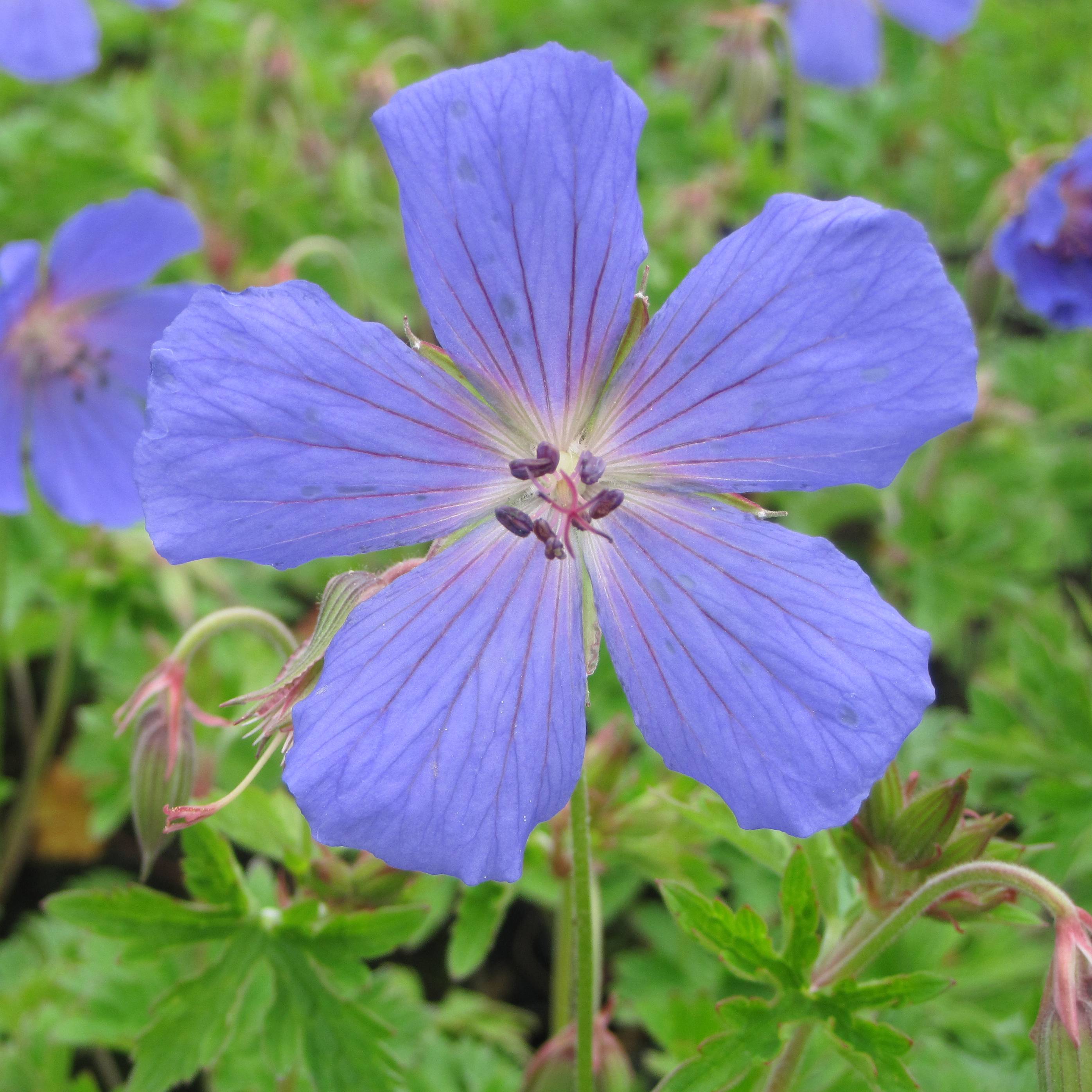Promesse de Fleurs - Géranium vivace himalayense Godet de 8/9 cm