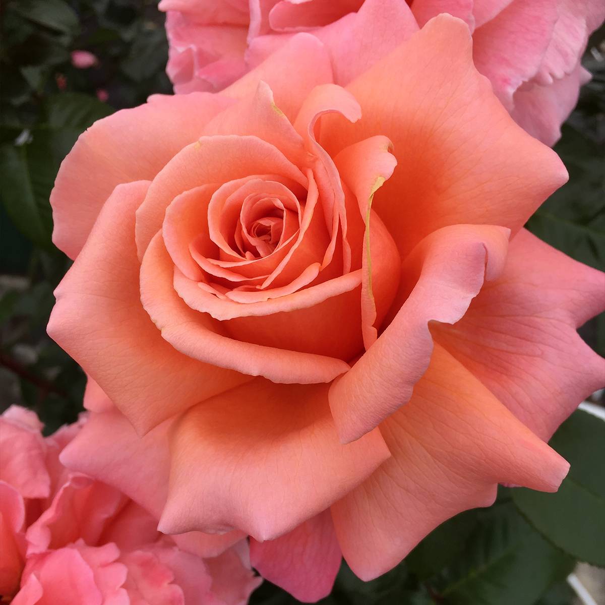 Rosier à grandes fleurs Parfum de Loire Racines nues en motte