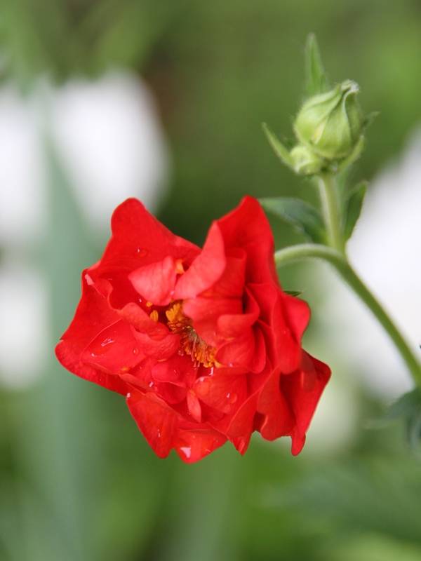 Promesse de Fleurs - Geum chiloense Mrs Bradshaw - Benoîte rouge écarlate Godet de 7/8 cm
