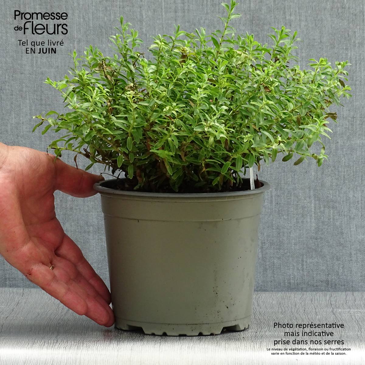 Hebe rakaiensis - Véronique arbustive Pot de 1,5L/2L - Image 2