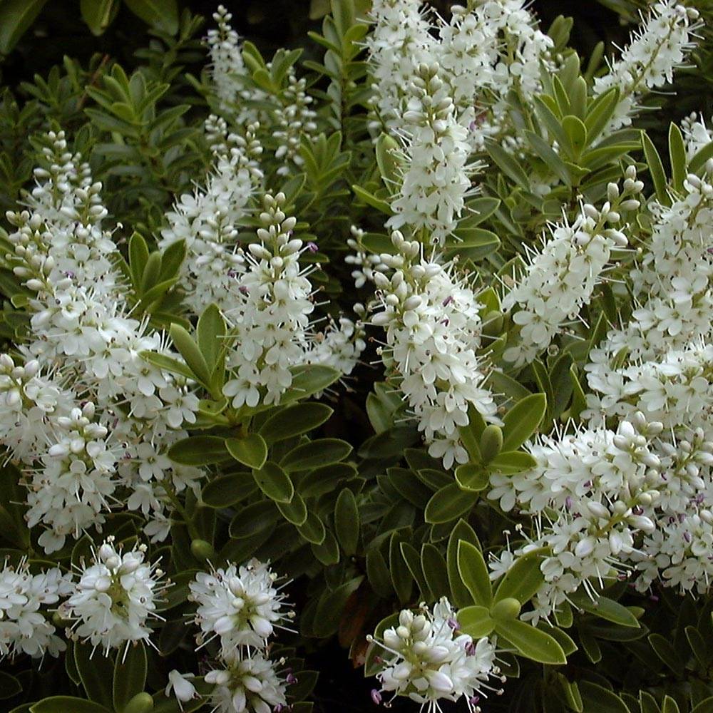Hebe rakaiensis - Véronique arbustive Pot de 1,5L/2L - Image 1