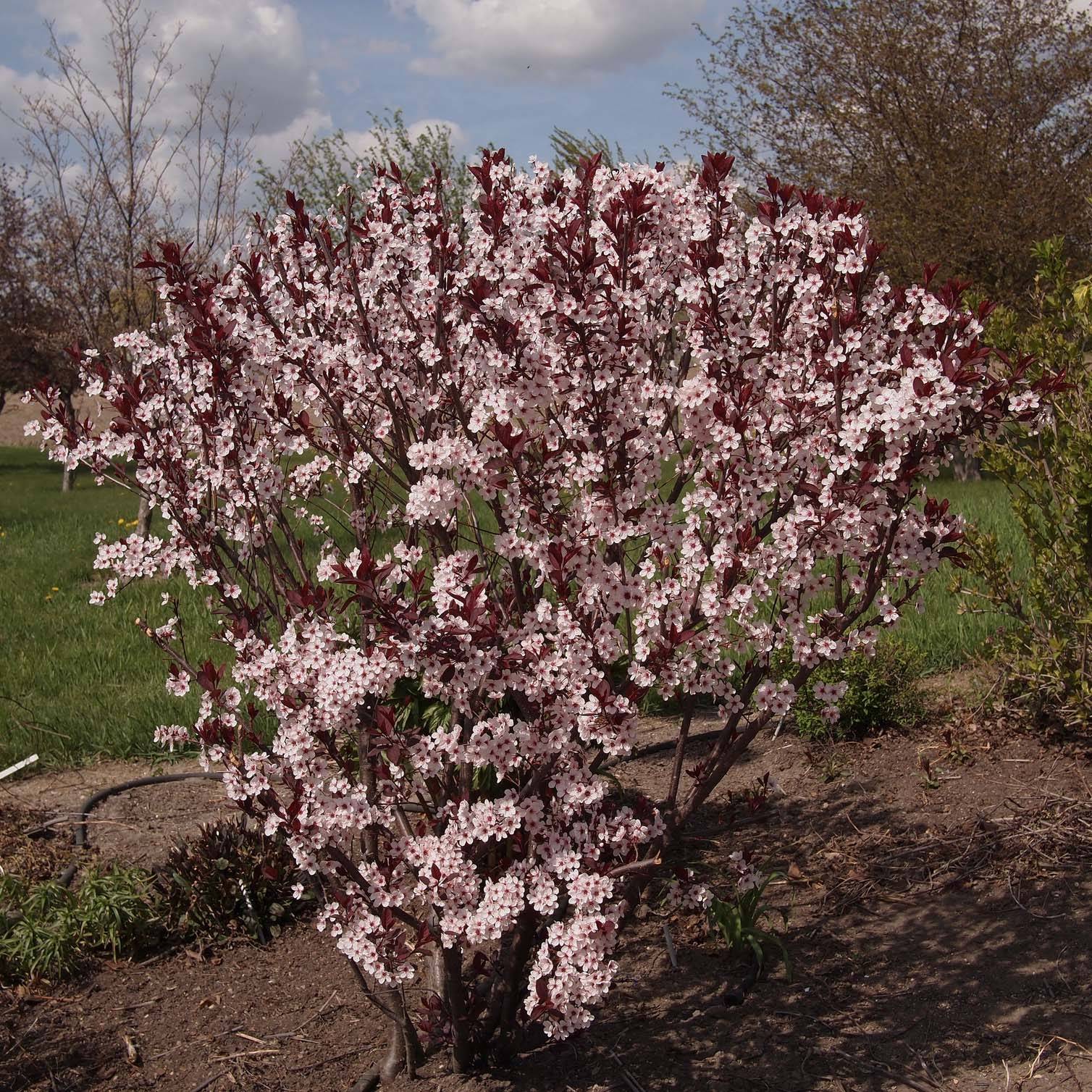 Prunus cistena - Prunier des sables Pot de 4L/5L, Tige, Tige de 80 cm - Image 1