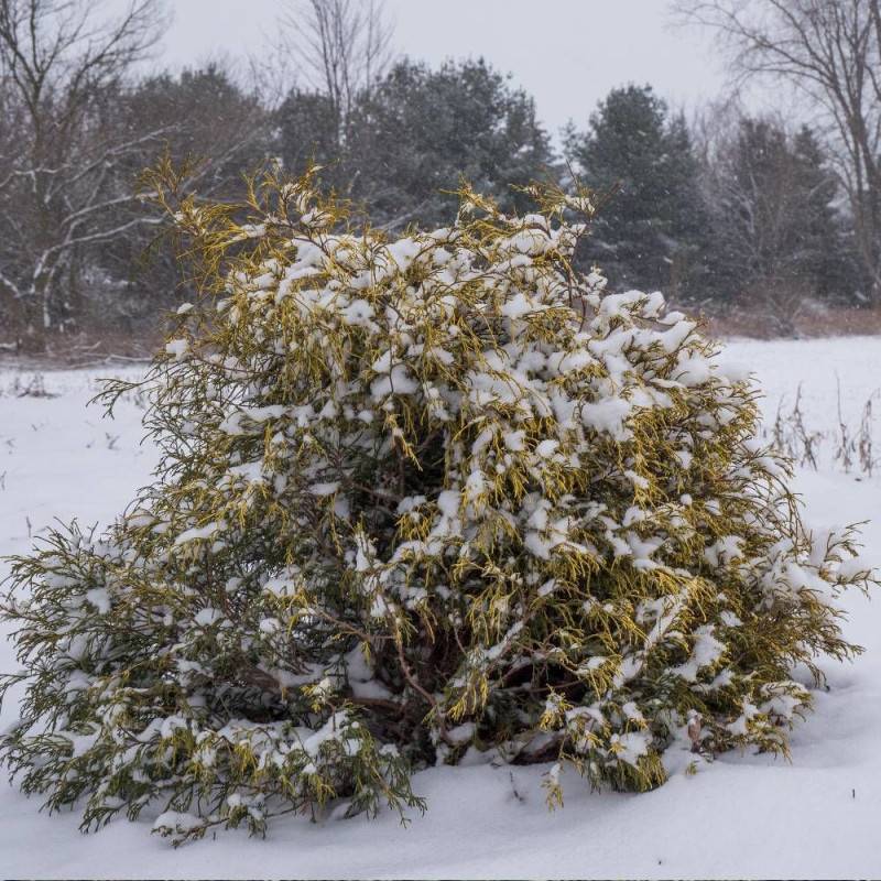 Cyprès Sawara Sungold, Chamaecyparis pisifera - Pot de 3L - 20/40 cm - Image 8