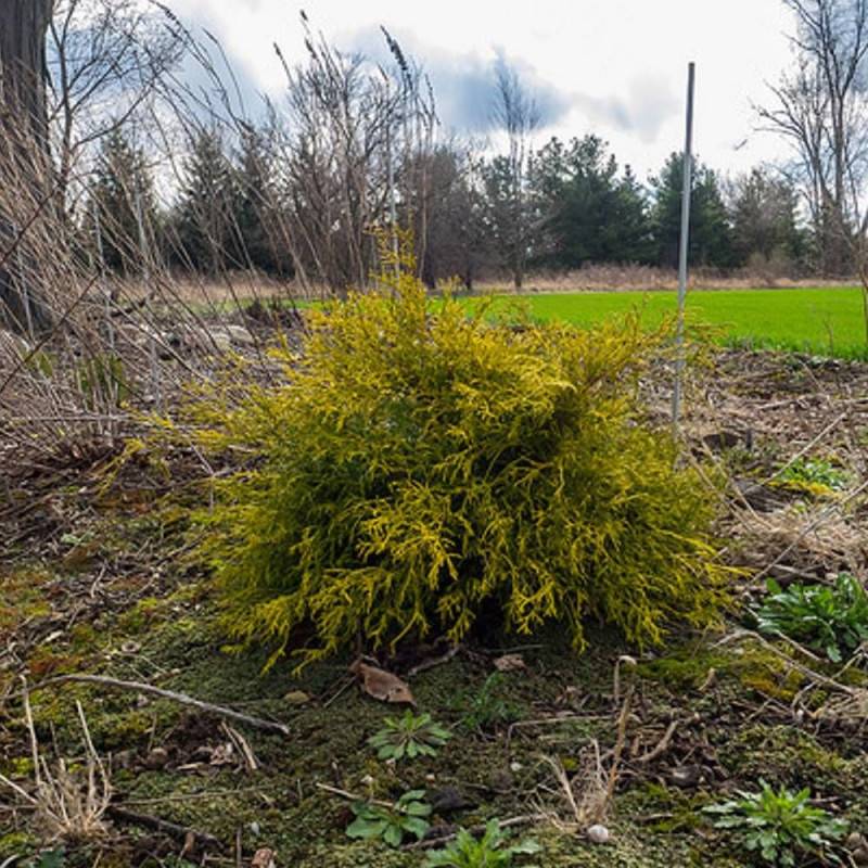 Cyprès Sawara Sungold, Chamaecyparis pisifera - Pot de 3L - 20/40 cm - Image 7