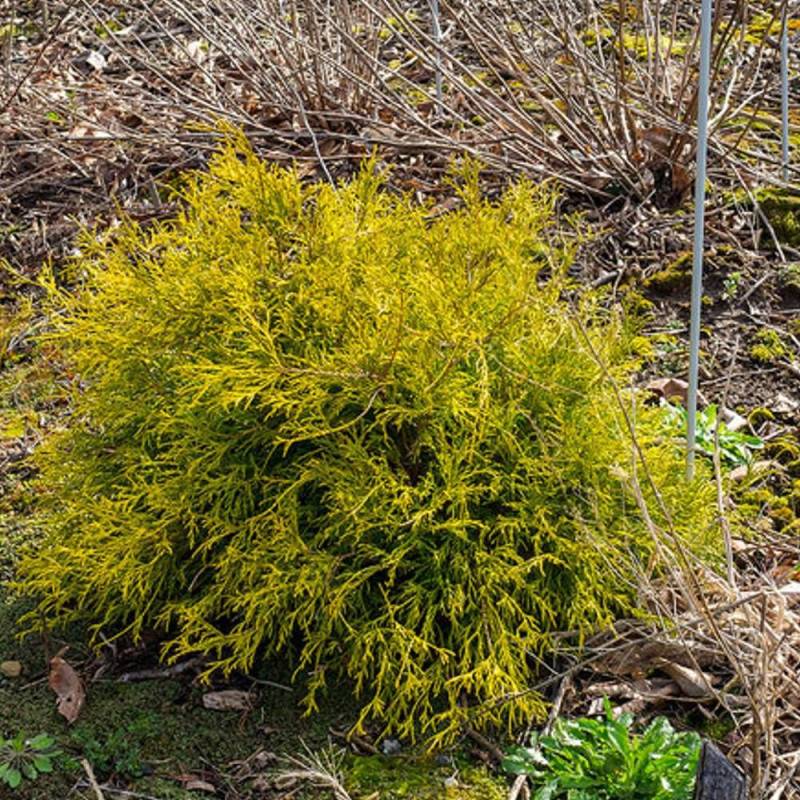 Cyprès Sawara Sungold, Chamaecyparis pisifera - Pot de 3L - 20/40 cm - Image 6
