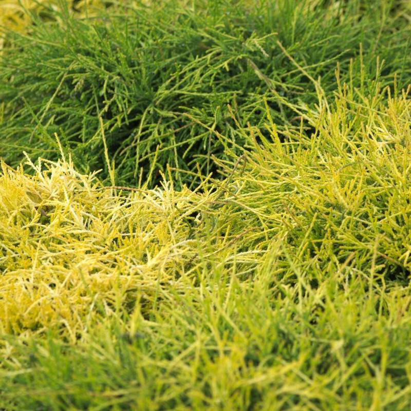 Cyprès Sawara Sungold, Chamaecyparis pisifera - Pot de 3L - 20/40 cm - Image 2