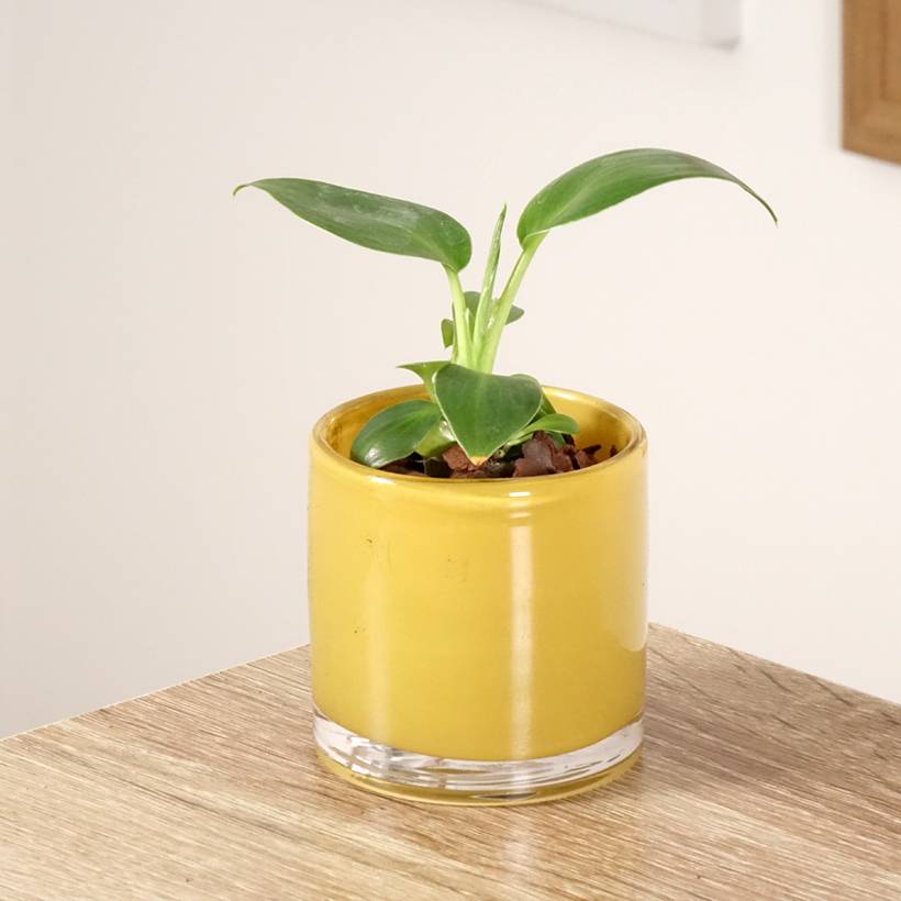 Promesse de Fleurs - Philodendron rugosum Aberrant Mini-plante