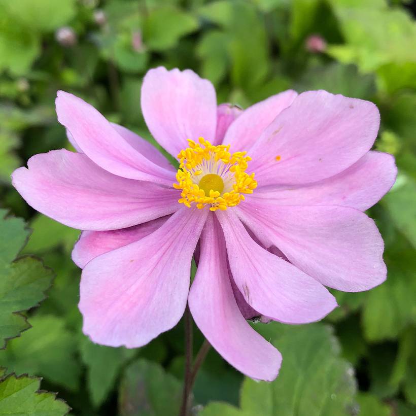 Anémone du Japon Pamina - Anemone hupehensis var. japonica Pot de 3L/4L