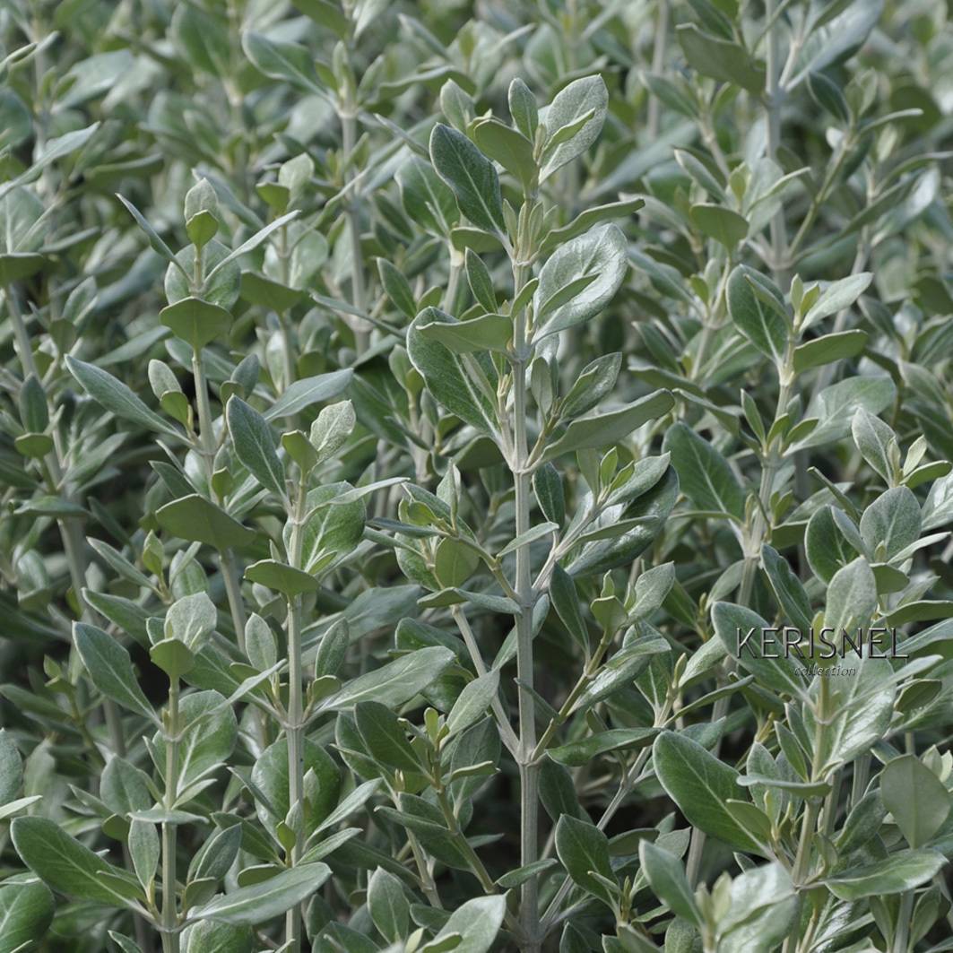 Promesse de Fleurs - Olearia traversii Pot de 2L/3L
