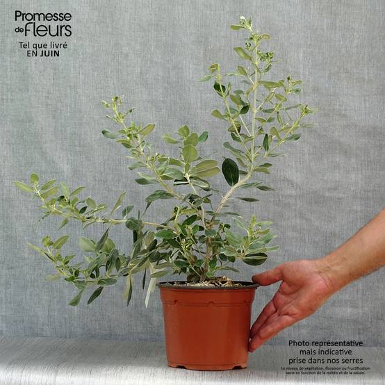 Promesse de Fleurs - Olearia traversii Pot de 2L/3L - Image 2