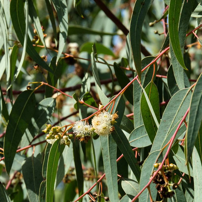 Promesse de Fleurs - Graines d'Eucalyptus globulus le sachet de 15 graines environ