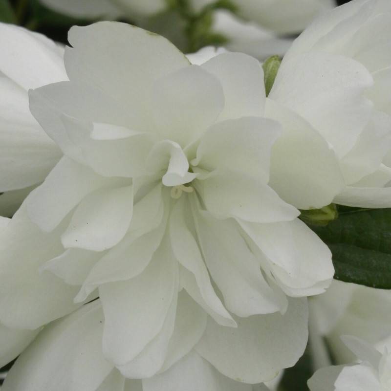 Seringat des jardins Manteau d'Hermine, Philadelphus à fleurs Blanche - feuillage Caduc - Pot de 4L - 40/60 cm-  hauteur à maturité De 2,50 m à 3,00 m - Image 1