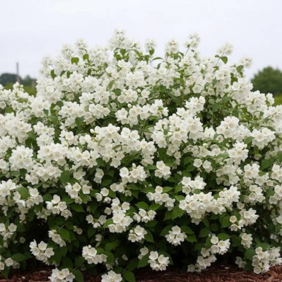 Seringat des jardins Manteau d'Hermine, Philadelphus à fleurs Blanche - feuillage Caduc - Pot de 4L - 40/60 cm- hauteur à maturité De 2,50 m à 3,00 m - Image 2