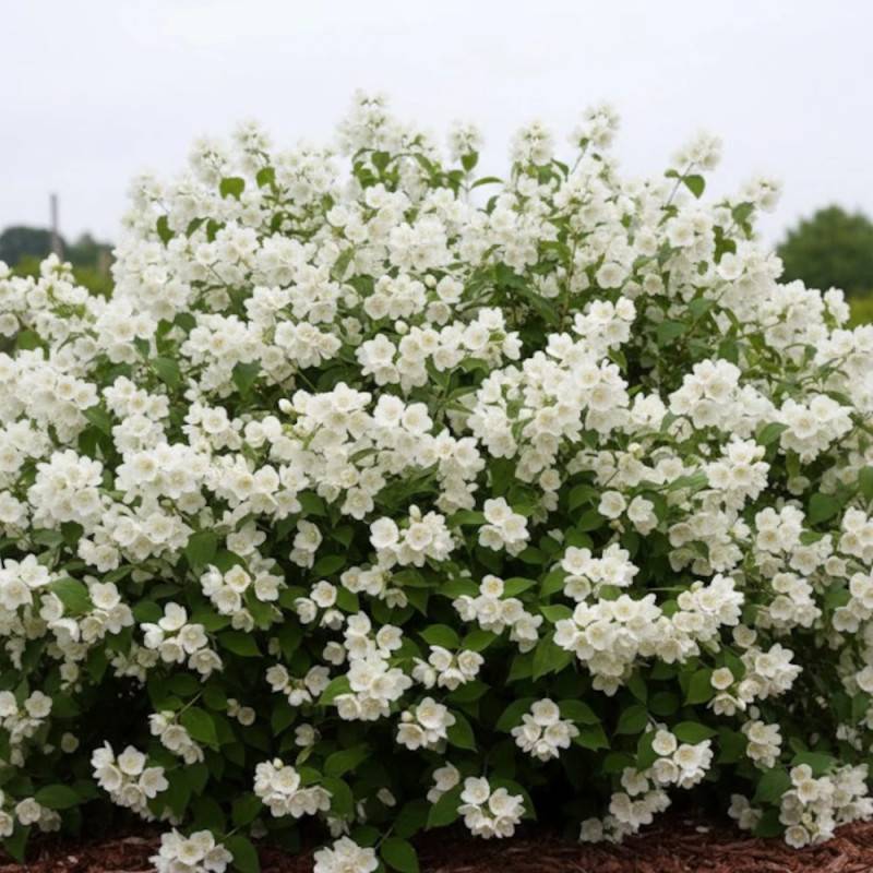 Seringat des jardins Manteau d'Hermine, Philadelphus à fleurs Blanche - feuillage Caduc - Pot de 4L - 40/60 cm-  hauteur à maturité De 2,50 m à 3,00 m - Image 2