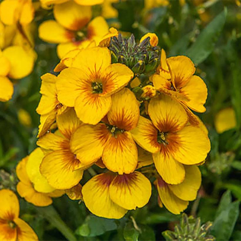 Promesse de Fleurs - Giroflée vivace - Erysimum Winter Spirit Mini-motte Ø 3/4 cm (par 3)