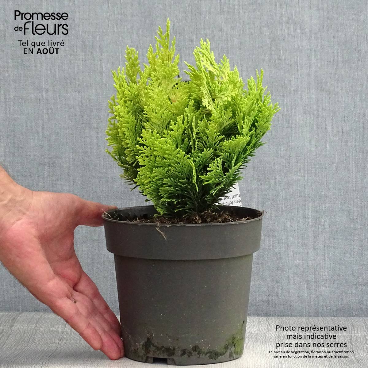 Chamaecyparis lawsoniana Minima Aurea - Cyprès de Lawson nain Pot de 2L/3L - Image 2