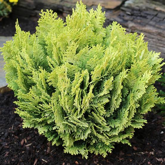 Chamaecyparis lawsoniana Minima Aurea - Cyprès de Lawson nain Pot de 2L/3L - Image 1