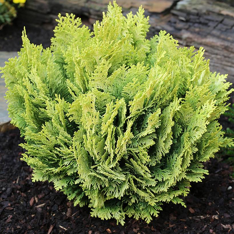 Chamaecyparis lawsoniana Minima Aurea - Cyprès de Lawson nain Pot de 2L/3L - Image 1