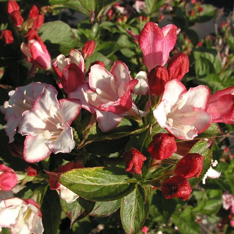 Weigela Carnaval® 'Courtalor', Weigelia à fleurs Blanche - feuillage Caduc - Pot de 4L - 40/60 cm-  hauteur à maturité De 1,50 m à 2,00 m - Image 2