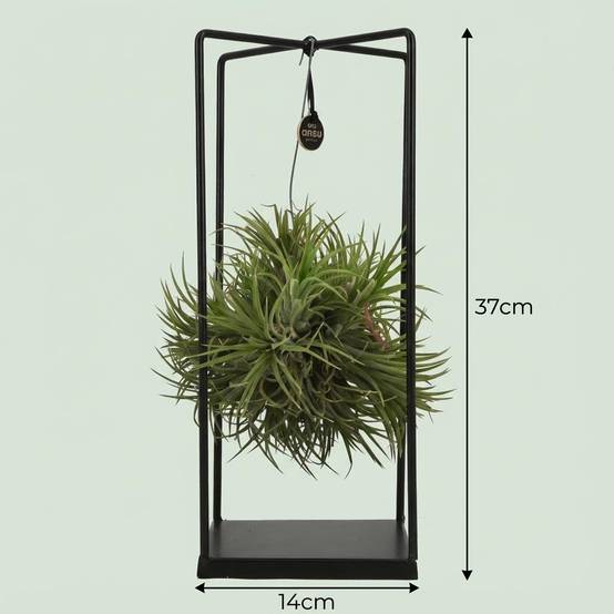 Tillandsia Plante Aérienne et Décor - D14 H37cm - Image 4