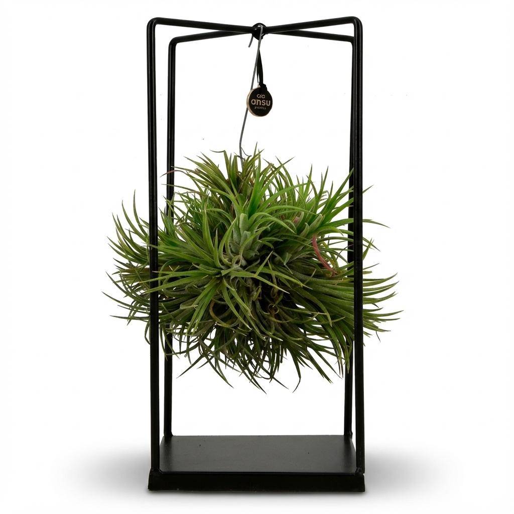 Tillandsia Plante Aérienne et Décor - D14 H37cm - Image 2