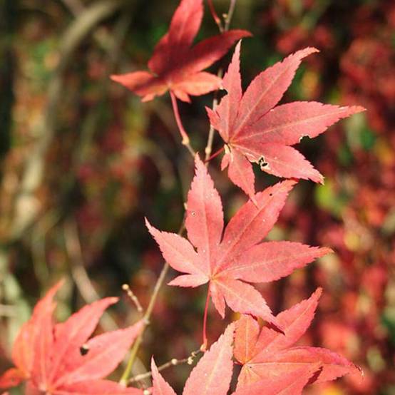 Érable du Japon Atropurpureum, Acer palmatum - Godet - 5/20 cm - Image 4