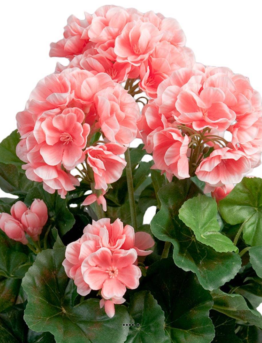 Artificielles - Géranium artificiel 6 têtes en pot lesté H35 cm superbes feuilles Rose - couleur: Rose - Image 3