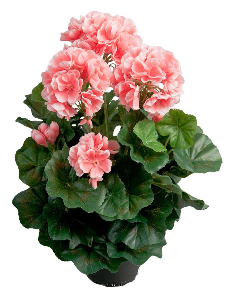 Artificielles - Géranium artificiel 6 têtes en pot lesté H35 cm superbes feuilles Rose - couleur: Rose - Image 1
