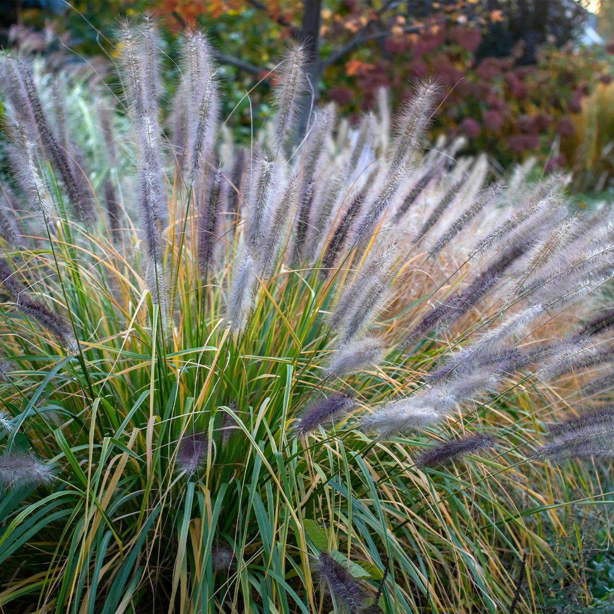 Pennisetum alopecuroides Red Head - Herbe aux écouvillons Pot de 2L/3L