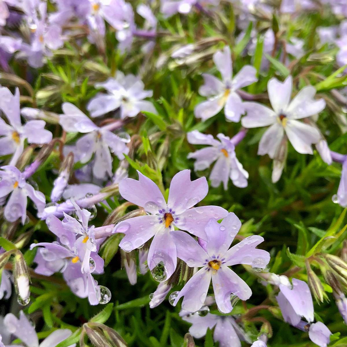 Promesse de Fleurs - Phlox subulata Emerald Cushion Blue - Phlox mousse bleu clair Godet de 8/9 cm