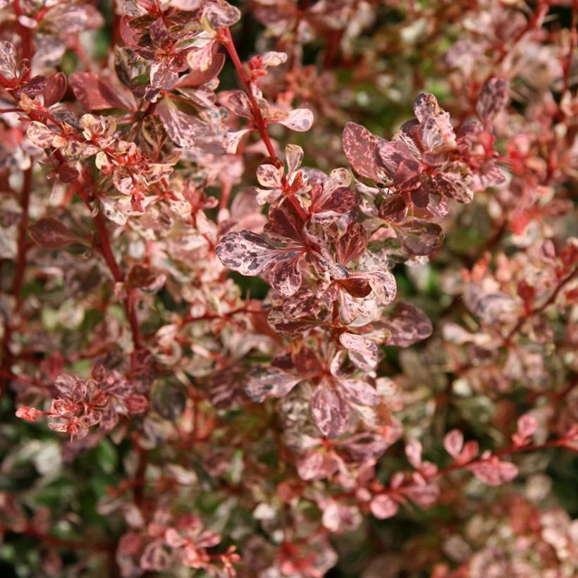 Berberis thunbergii Rosy Glow Godet de 8/9 cm - Image 1