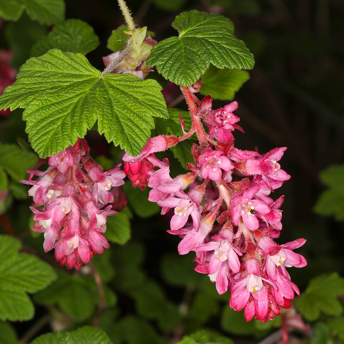 Promesse de Fleurs - Groseillier à fleurs Pulborough Scarlet - Ribes sanguineum  Pot de 2L/3L