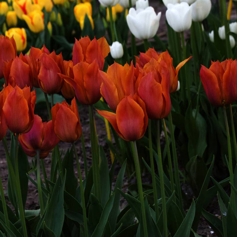 Promesse de Fleurs - Tulipe Triomphe Request Bulbe calibre 11+ (par 10)