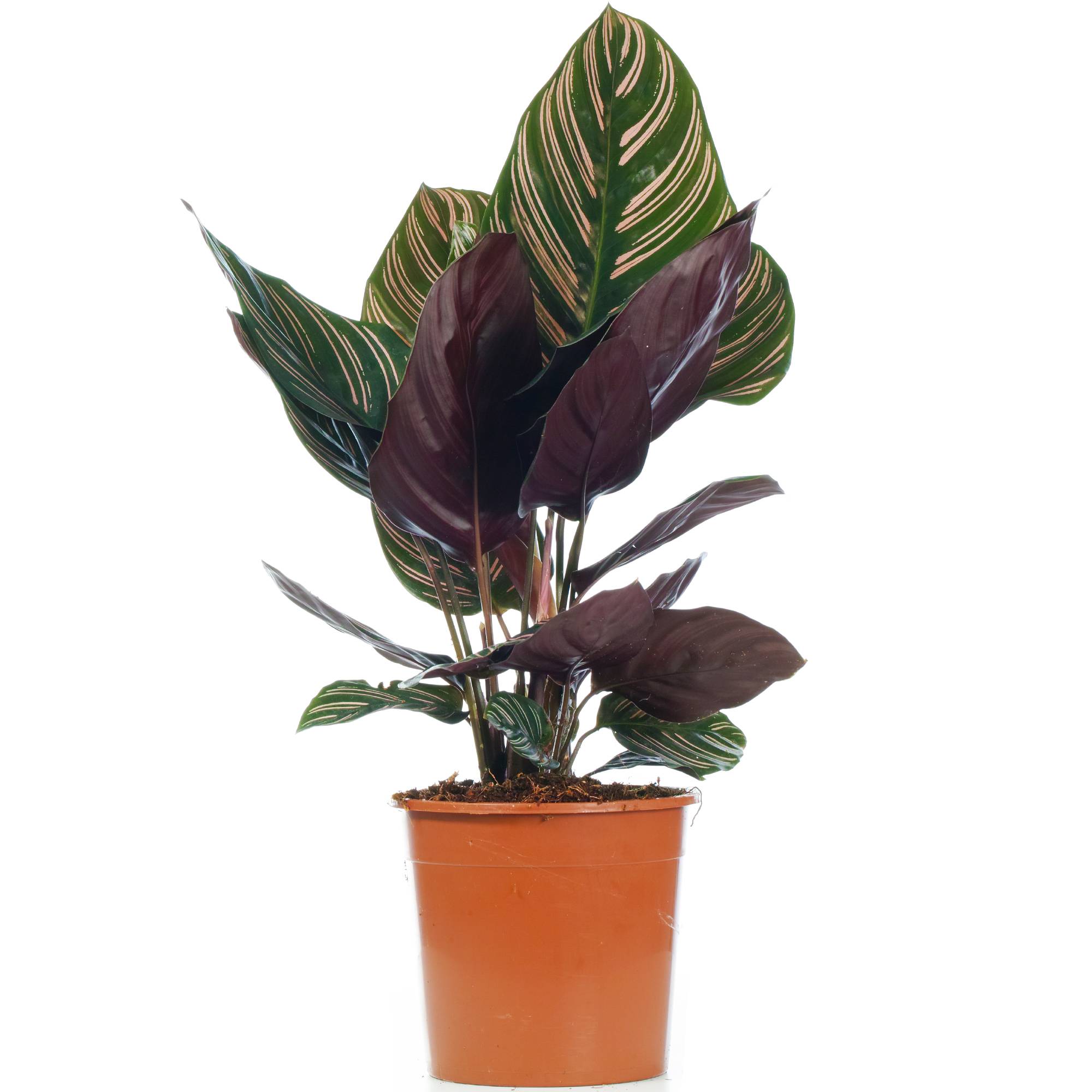 Gardenersdream - 1 X Calathea Ornata | Plante D'Intérieur Tropicale En Pot | 40-50 Cm (Pot Inclus) - GardenersDream - Image 2