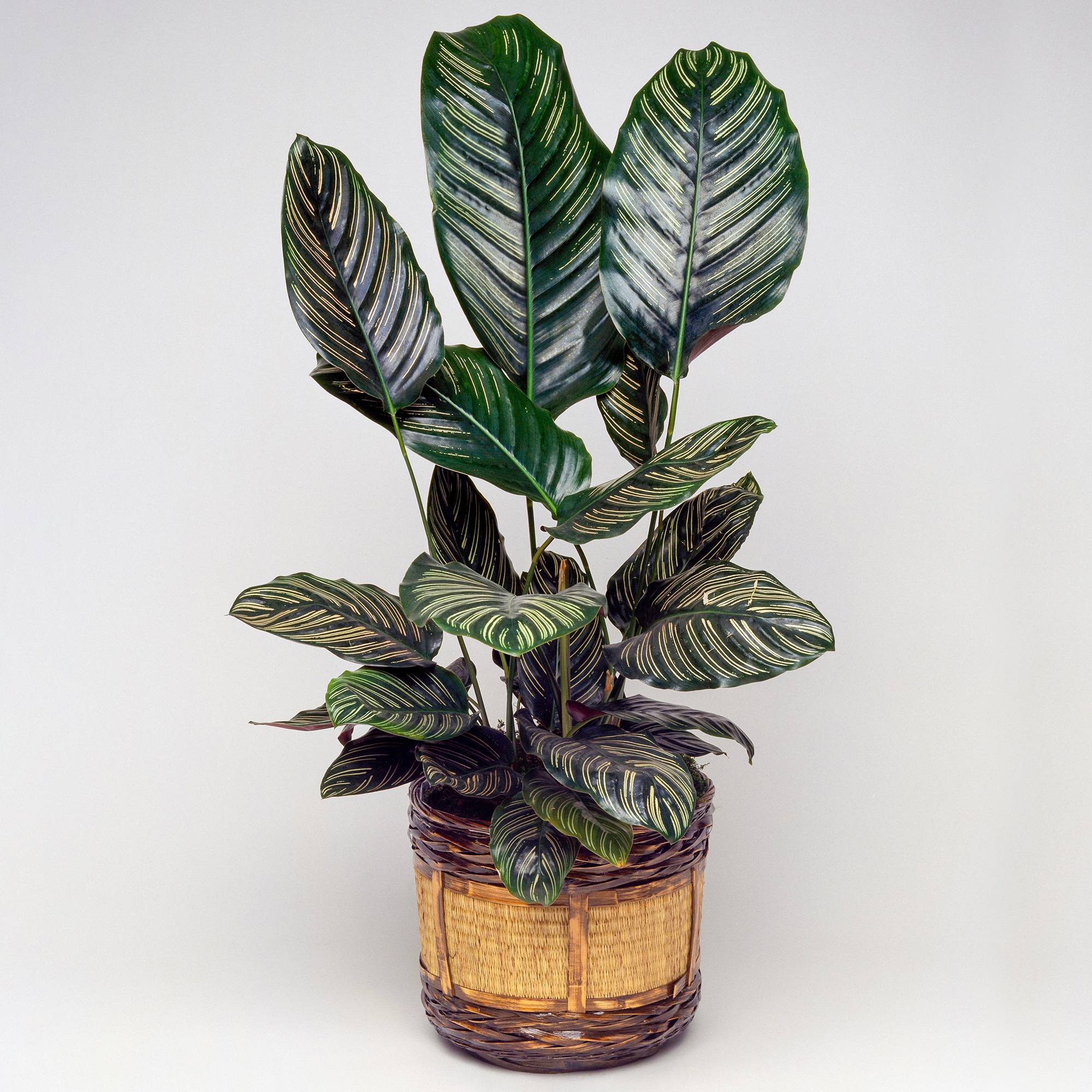 Gardenersdream - 1 X Calathea Ornata | Plante D'Intérieur Tropicale En Pot | 40-50 Cm (Pot Inclus) - GardenersDream - Image 1