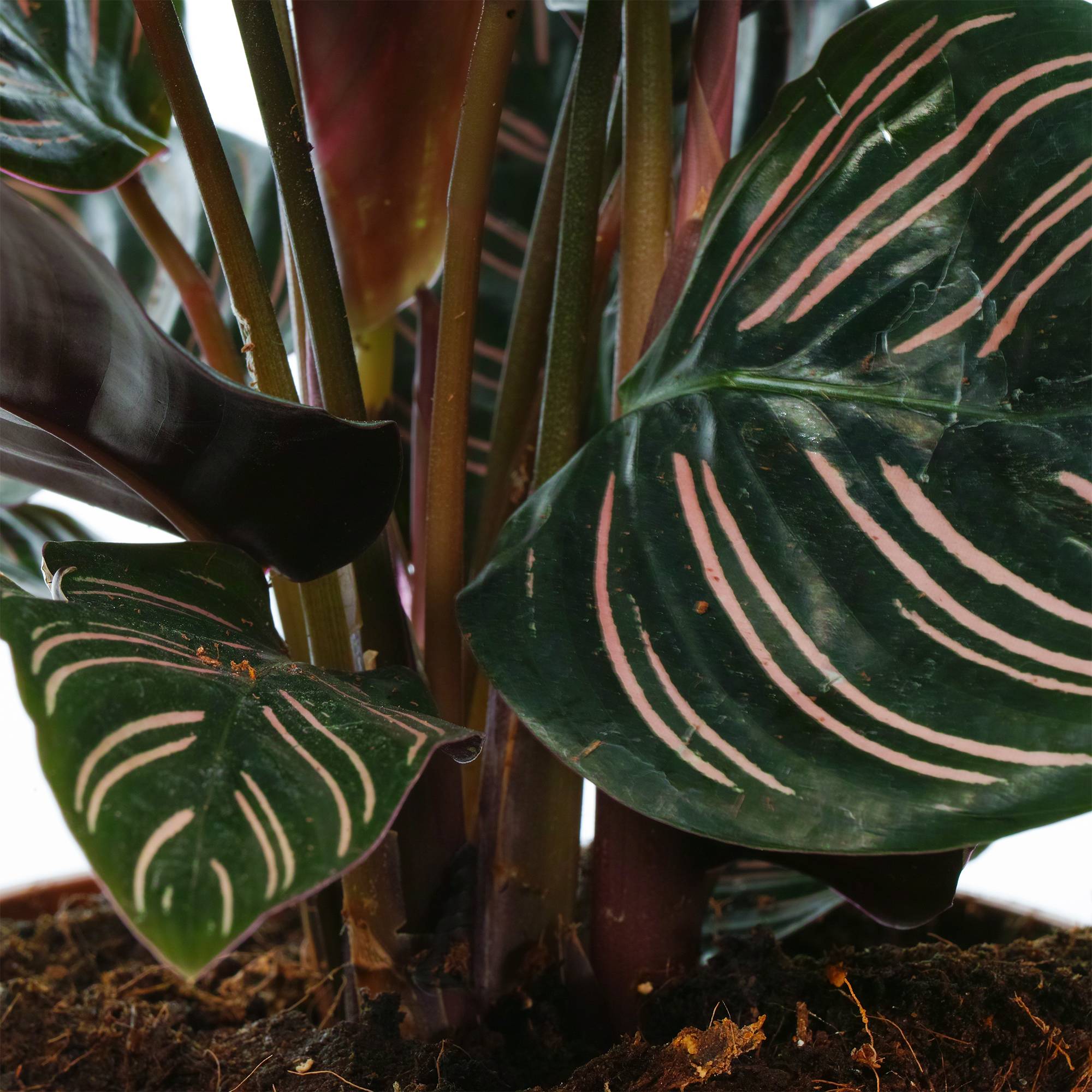 Gardenersdream - 1 X Calathea Ornata | Plante D'Intérieur Tropicale En Pot | 40-50 Cm (Pot Inclus) - GardenersDream - Image 3