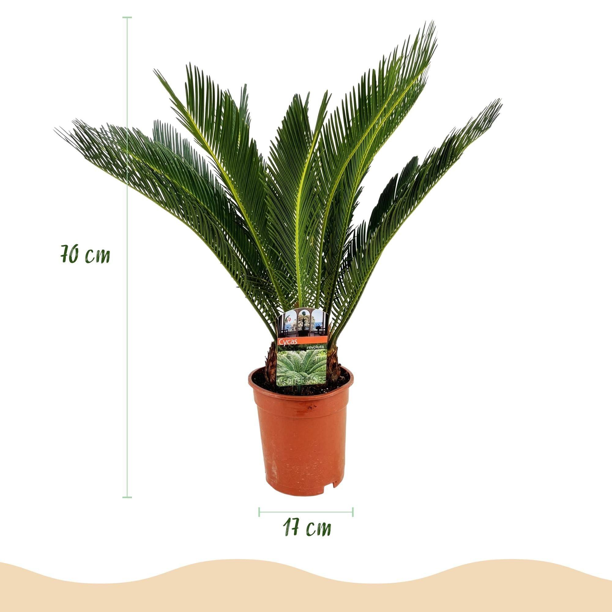 Cycas Revoluta - D17 H70cm - Image 4