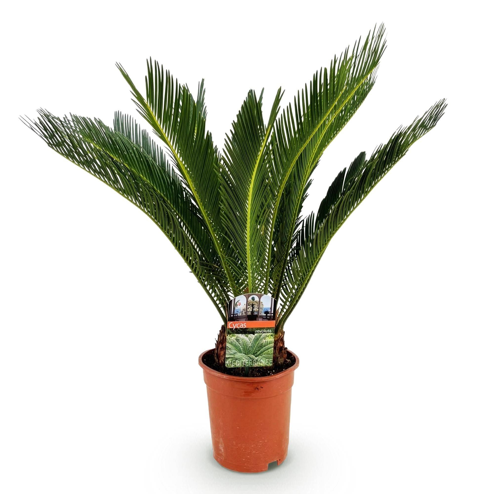 Cycas Revoluta - D17 H70cm - Image 3