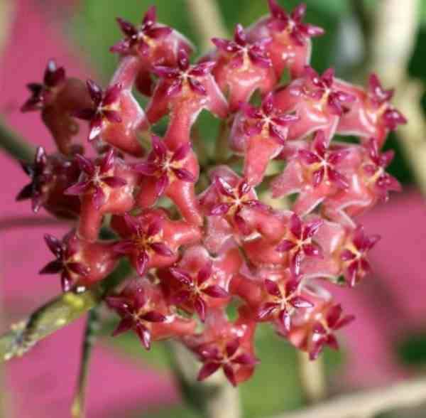 Sans Marque - Hoya Nathalie (Fleur de porcelaine, fleur de cire) Couleur floraison:Rouge - Taille:Pot de 2 litres - 20/40 cm