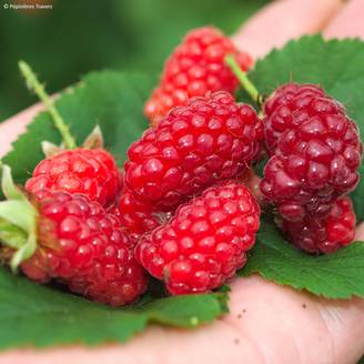 Mûre tayberry Bounty Berry - Mûre-framboise Pot de 1,5L/2L