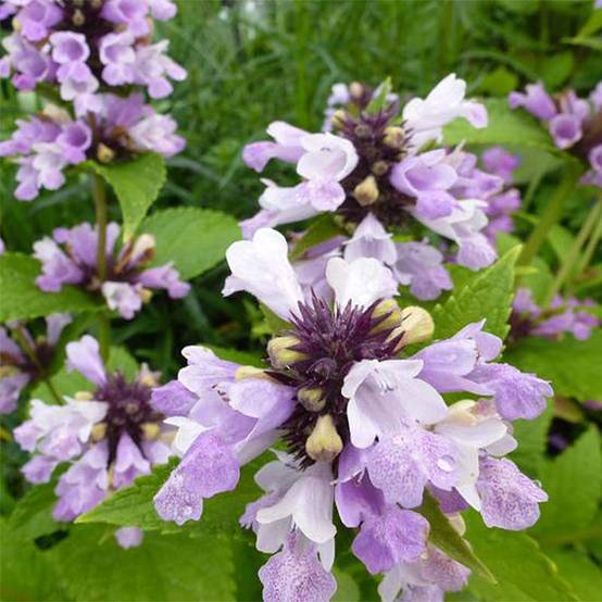 Promesse de Fleurs - Nepeta subsessilis Sweet Dreams - Chataire subsessile rose Godet de 8/9 cm