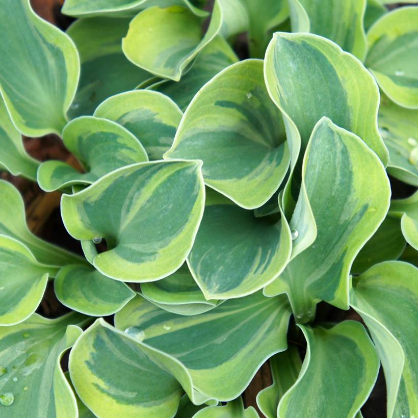 Promesse de Fleurs - Hosta Frosted Mouse Ears Pot de 1,5L/2L