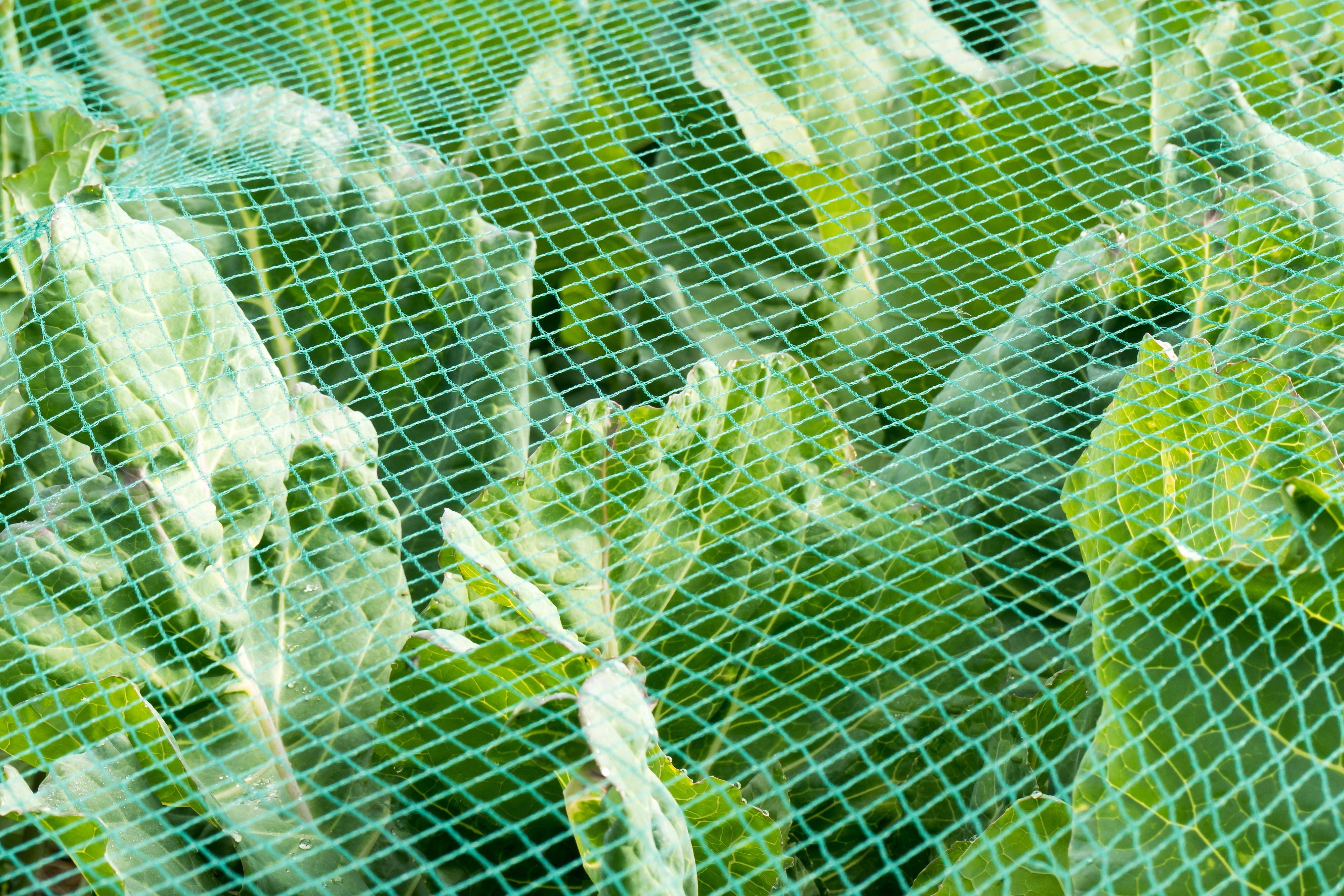 Aquagart - Filet de bassin 9 m x 6 m filet de protection contre les feuilles, filet de protection contre les hérons - Image 7